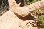 Holz4.jpg