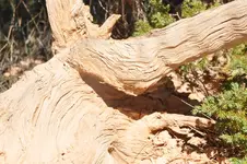 Holz4.webp