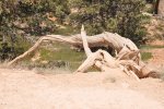 Holz5.jpg