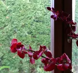 Fenster putzen1.webp