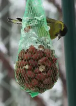 erlenzeisig eis schmilzt.webp