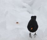 Amsel Mämmchen+.jpg