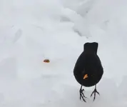 Amsel Mämmchen+.webp