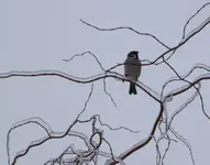 Spatz auf vereister Weide.webp