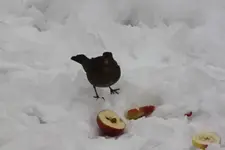 amsel2.webp