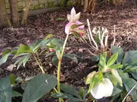 Christrosen 6.2.2014.webp
