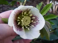 Lenzrose weiß 6.2.2014.webp