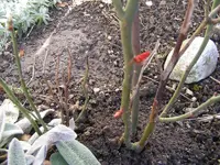 Rosenaustrieb 6.2.2014.webp
