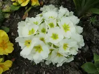 CIMG0696.webp