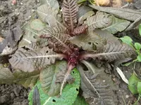 CIMG4303.webp
