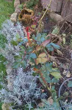 IMAG1669.webp