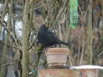 Amsel.webp