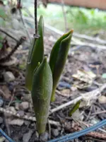 erste Tulpen.webp