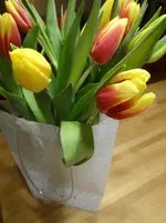 Tulpen.webp
