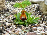 Blumen.webp