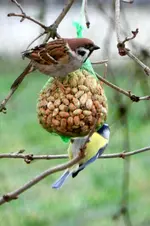 Spatz-Blaumeise_0004.webp