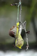Spatzen_0005.webp