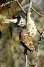 Spatzen_0008.webp