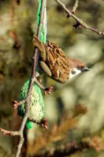Spatzen_0009.webp