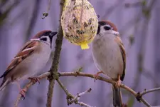 Spatzen_0010.webp