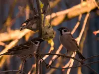 Spatzen_0006.webp
