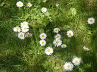 Gänseblümchen 3.5.2013.webp