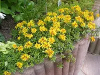 Gänsekresse 18.6.2013.webp
