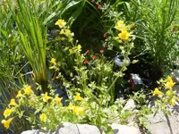 Gauklerblume.webp