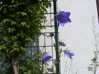 Glockenblume groß 12.6.2013.webp