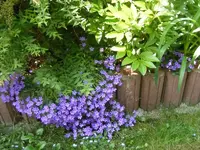 Glockenblumen2 12.6.2013.webp