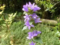 Knäuelglockenblume 3.7.2013.webp