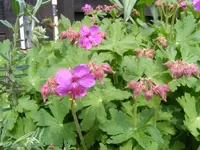 Storchschnabelblüte 14.5.2013.webp