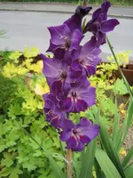 Gladiole 001.webp