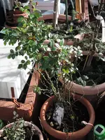 DSCN0071.2.webp