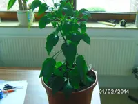 Leutschauer Paprika.webp