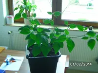 Rocoto Grandis.webp