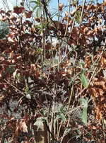 DSCN0067.2.webp