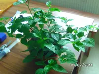 Trinidad Scorpion Bonchi.webp