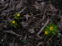 Winterlinge3 8.2.2014.webp