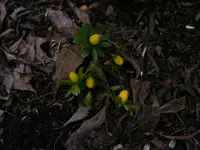 Winterlinge4 8.2.2014.webp