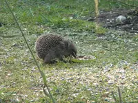 DSCN6496.webp