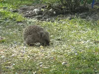 DSCN6498.webp