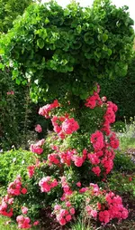 ginkgo mit bodendecker.webp