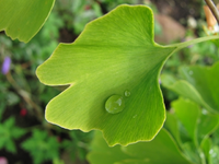 Ginkgoblatt.webp