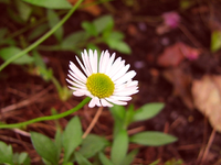 gänseblümchen_.webp