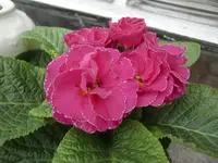 CIMG4733.webp