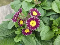 CIMG4771.webp