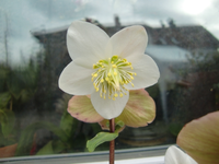 CIMG4781.webp