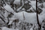IMG_2729.jpg