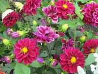 108.webp